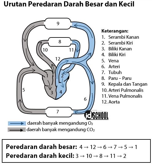 Detail Gambar Peredaran Darah Manusia Beserta Penjelasannya Nomer 24