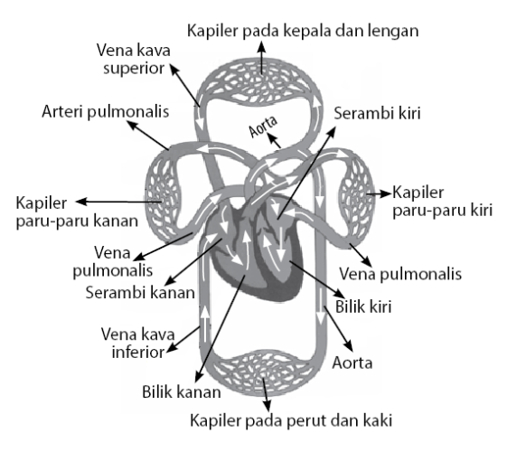 Detail Gambar Peredaran Darah Manusia Beserta Penjelasannya Nomer 31