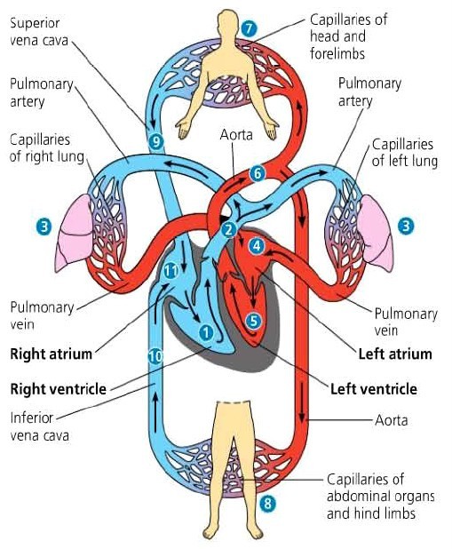 Detail Gambar Peredaran Darah Manusia Beserta Penjelasannya Nomer 36