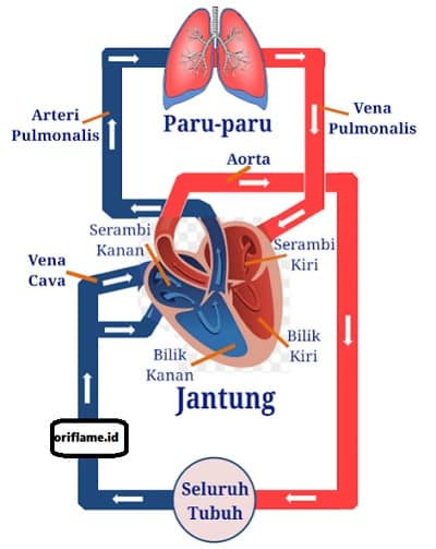 Detail Gambar Peredaran Darah Manusia Beserta Penjelasannya Nomer 5