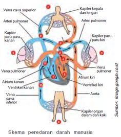 Detail Gambar Peredaran Darah Manusia Beserta Penjelasannya Nomer 45
