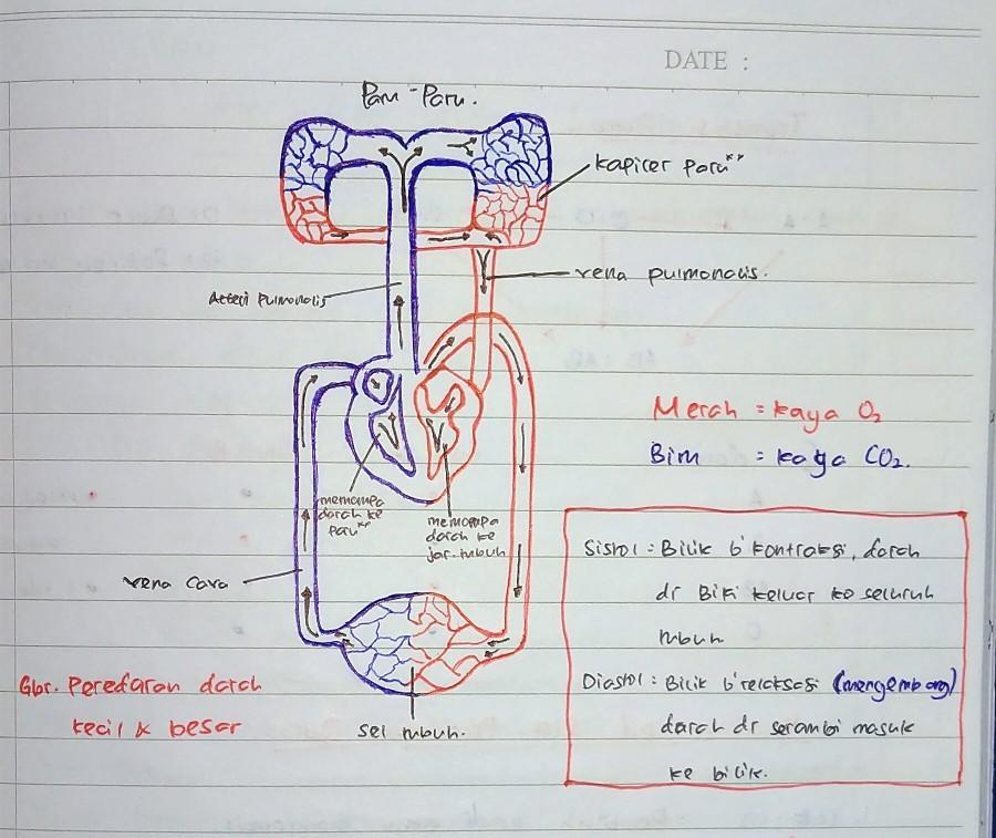 Detail Gambar Peredaran Darah Manusia Beserta Penjelasannya Nomer 53