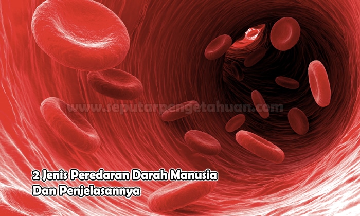 Detail Gambar Peredaran Darah Manusia Dan Penjelasannya Nomer 47