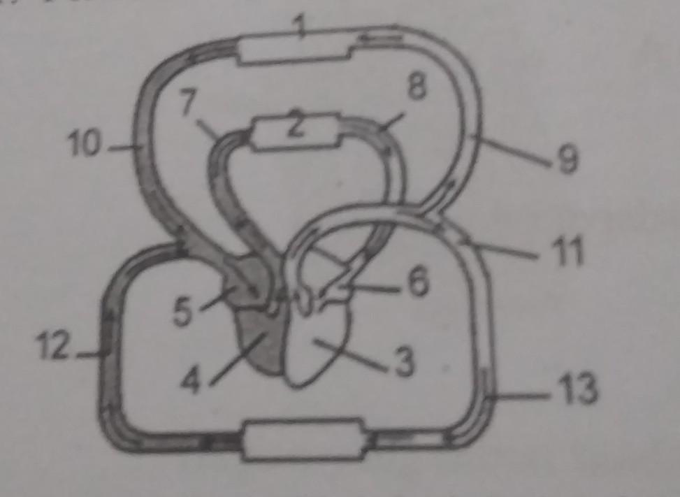 Detail Gambar Peredaran Darah Pada Manusia Nomer 19