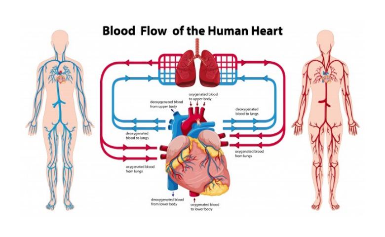 Detail Gambar Peredaran Darah Pada Manusia Nomer 28