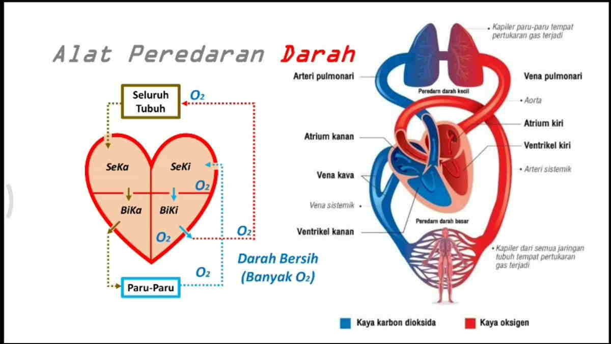 Detail Gambar Peredaran Darah Pada Manusia Nomer 39