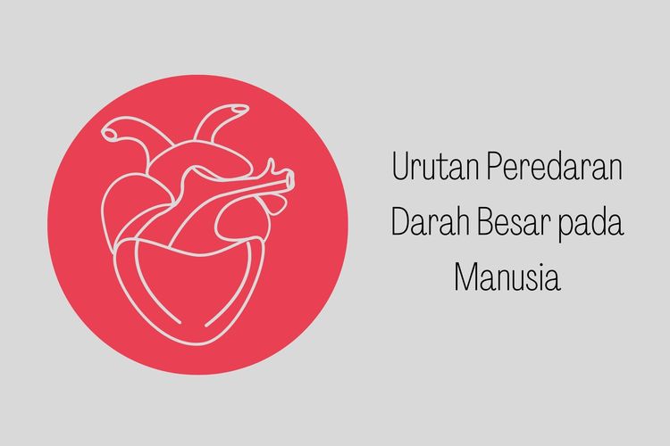 Detail Gambar Peredaran Darah Pada Manusia Nomer 54