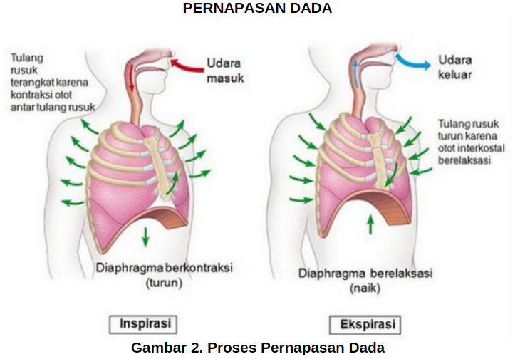 Gambar Pernapasan Dada - KibrisPDR