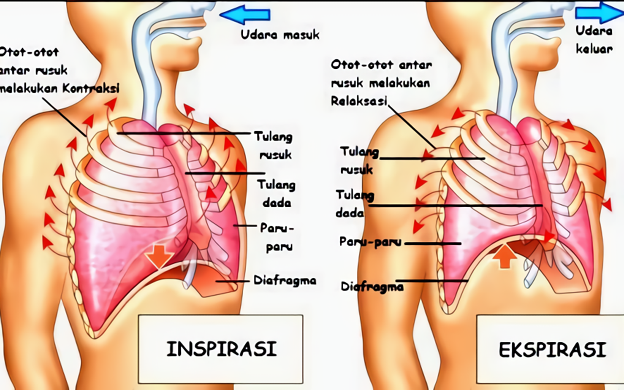 Detail Gambar Pernapasan Dada Nomer 15