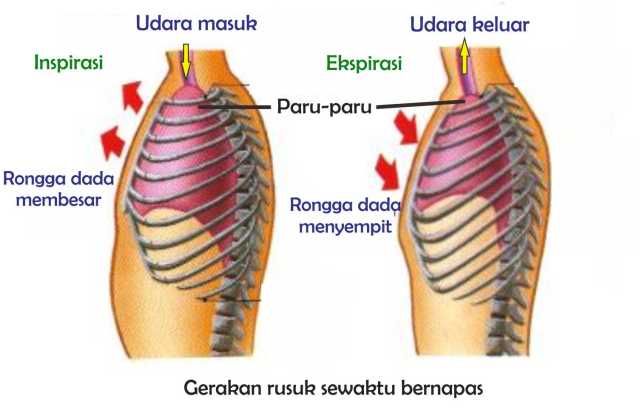 Detail Gambar Pernapasan Dada Nomer 27