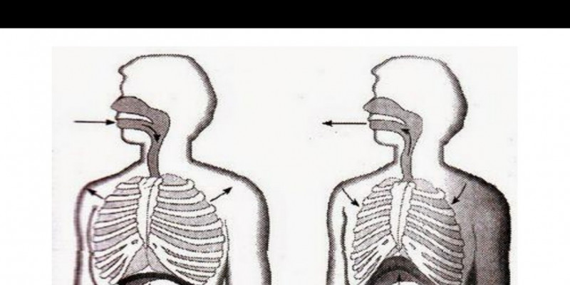 Detail Gambar Pernapasan Dada Nomer 40