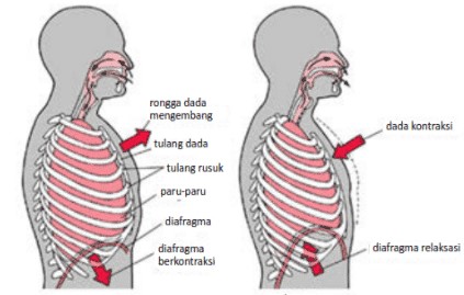 Detail Gambar Pernapasan Dada Nomer 6