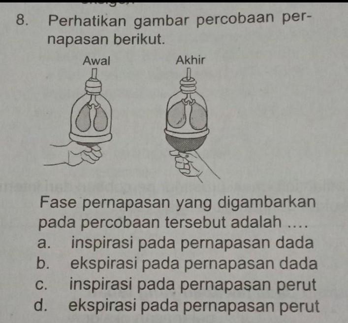 Detail Gambar Pernapasan Dada Nomer 46