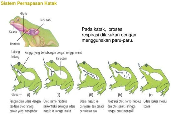 Gambar Pernapasan Katak - KibrisPDR