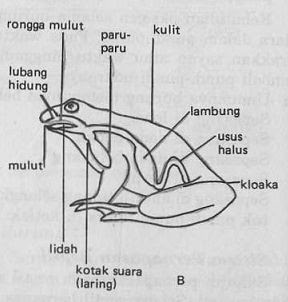 Detail Gambar Pernapasan Katak Nomer 13