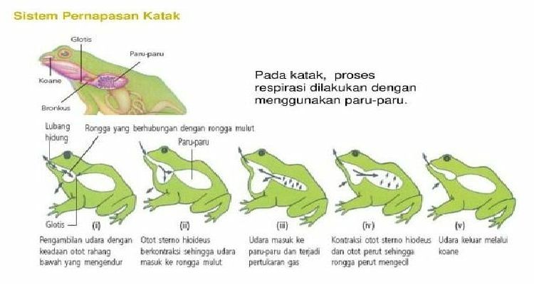 Detail Gambar Pernapasan Katak Nomer 19