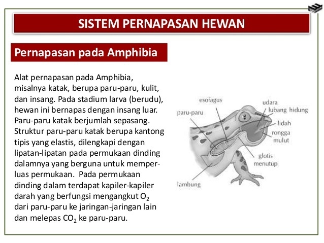 Detail Gambar Pernapasan Katak Nomer 4