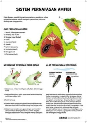 Detail Gambar Pernapasan Katak Nomer 27