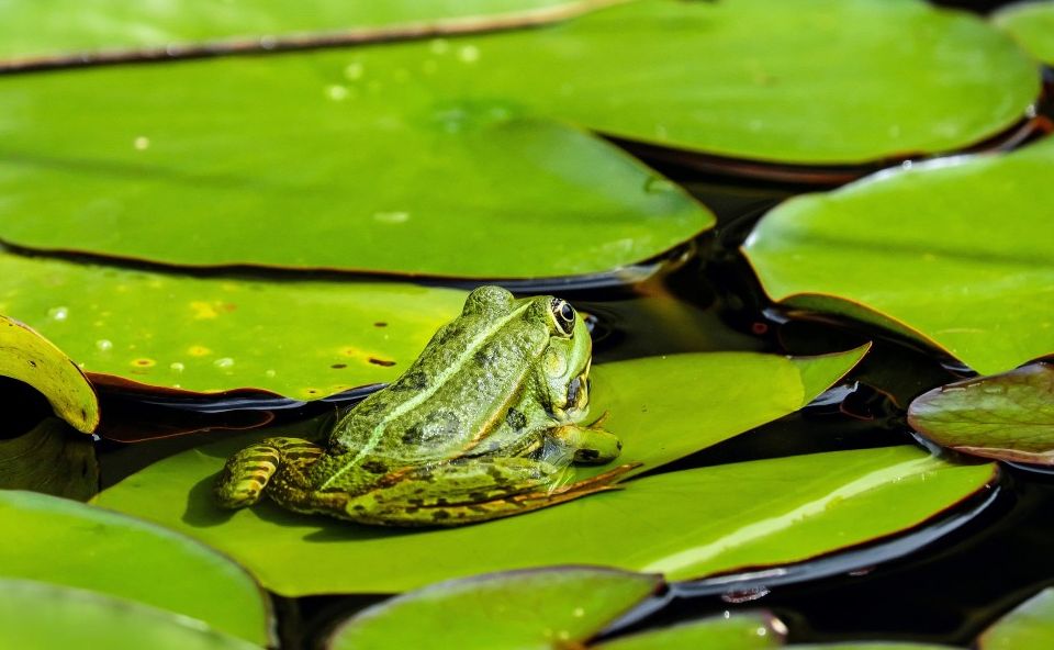 Detail Gambar Pernapasan Katak Nomer 35