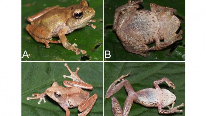 Detail Gambar Pernapasan Katak Nomer 37