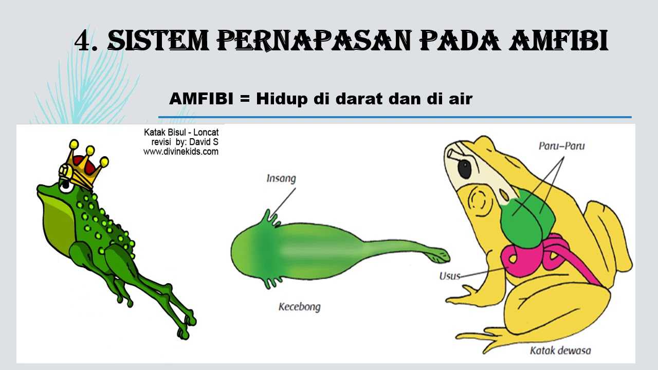 Detail Gambar Pernapasan Katak Nomer 43