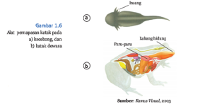 Detail Gambar Pernapasan Katak Nomer 47