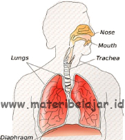 Detail Gambar Pernapasan Manusia Dan Keterangannya Nomer 40