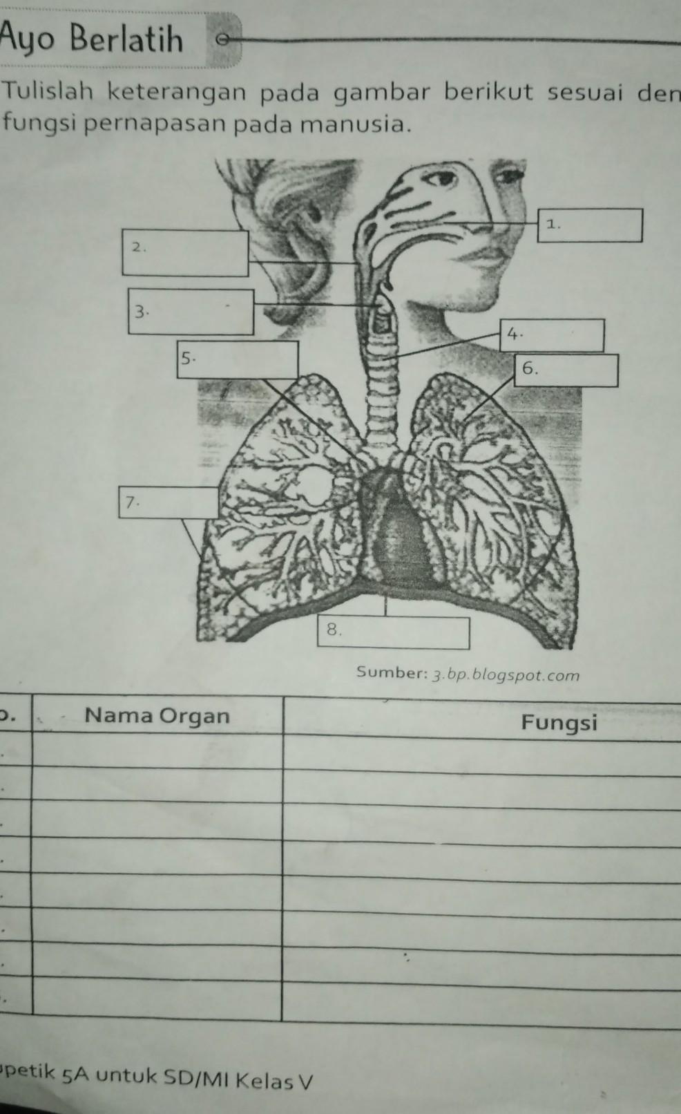 Detail Gambar Pernapasan Manusia Dan Keterangannya Nomer 51