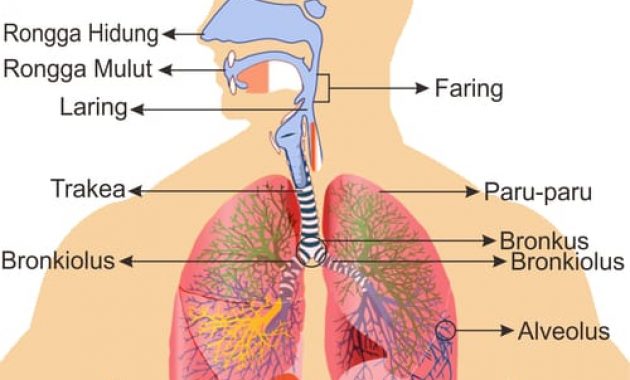 Detail Gambar Pernapasan Manusia Gambar Bagian Daun Nomer 15