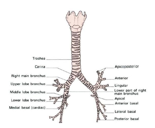 Detail Gambar Pernapasan Manusia Gambar Bagian Daun Nomer 41