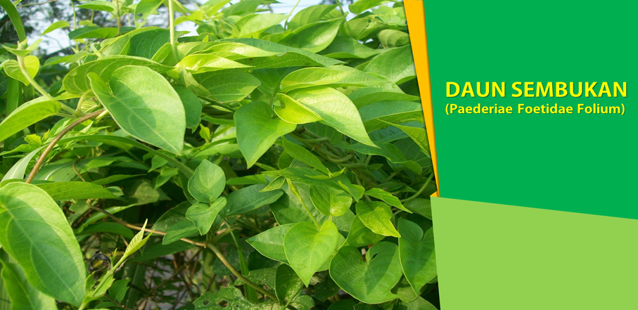 Detail Gambar Pernapasan Manusia Gambar Bagian Daun Nomer 48