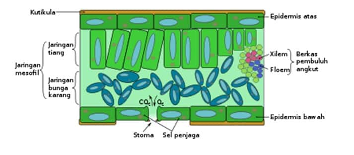 Detail Gambar Pernapasan Manusia Gambar Bagian Daun Nomer 9