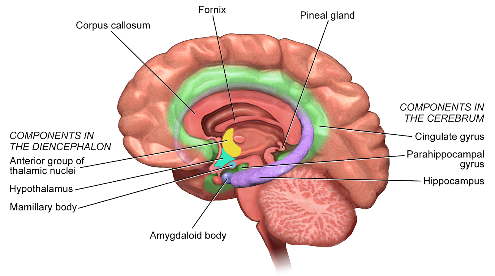 Detail Gambar Pernapasan Manusia Gambar Bagian Otak Nomer 53
