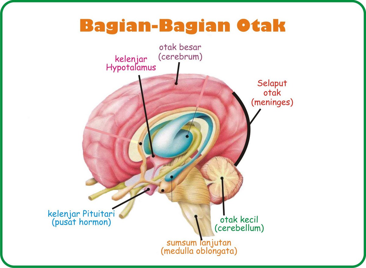 Detail Gambar Pernapasan Manusia Gambar Bagian Otak Nomer 54