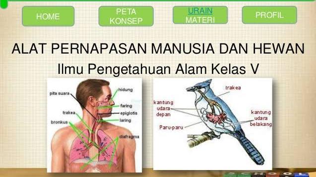 Detail Gambar Pernapasan Manusia Gambar Jaringan Pada Hewan Nomer 10