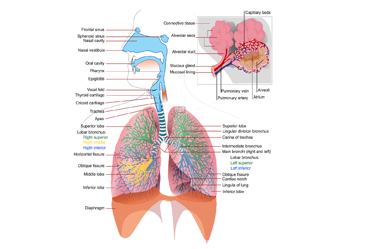 Detail Gambar Pernapasan Manusia Gambar Jaringan Pada Hewan Nomer 23