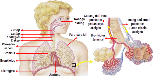 Detail Gambar Pernapasan Manusia Gambar Jaringan Pada Hewan Nomer 37