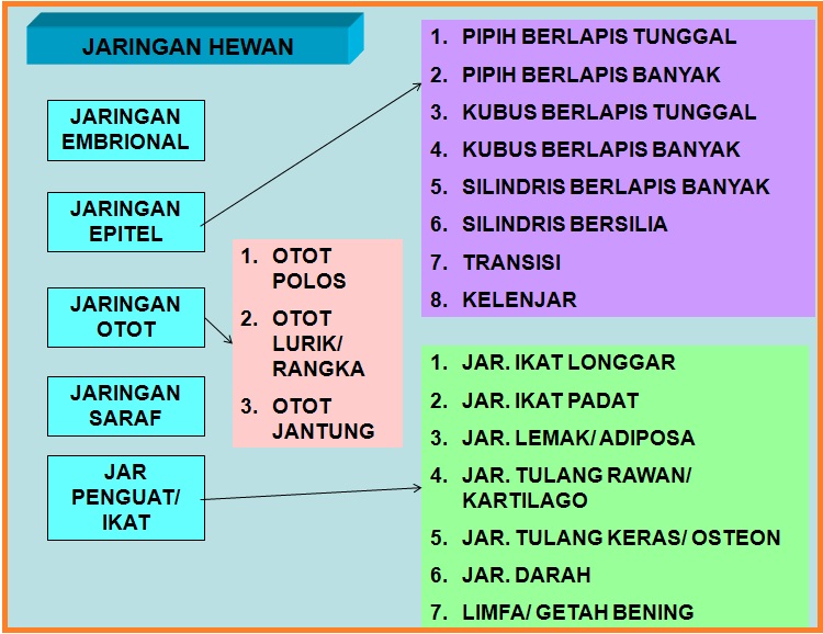 Detail Gambar Pernapasan Manusia Gambar Jaringan Pada Hewan Nomer 50