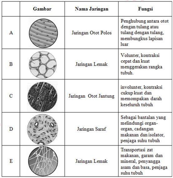 Detail Gambar Pernapasan Manusia Gambar Jaringan Pada Hewan Dan Fungsinya Nomer 24