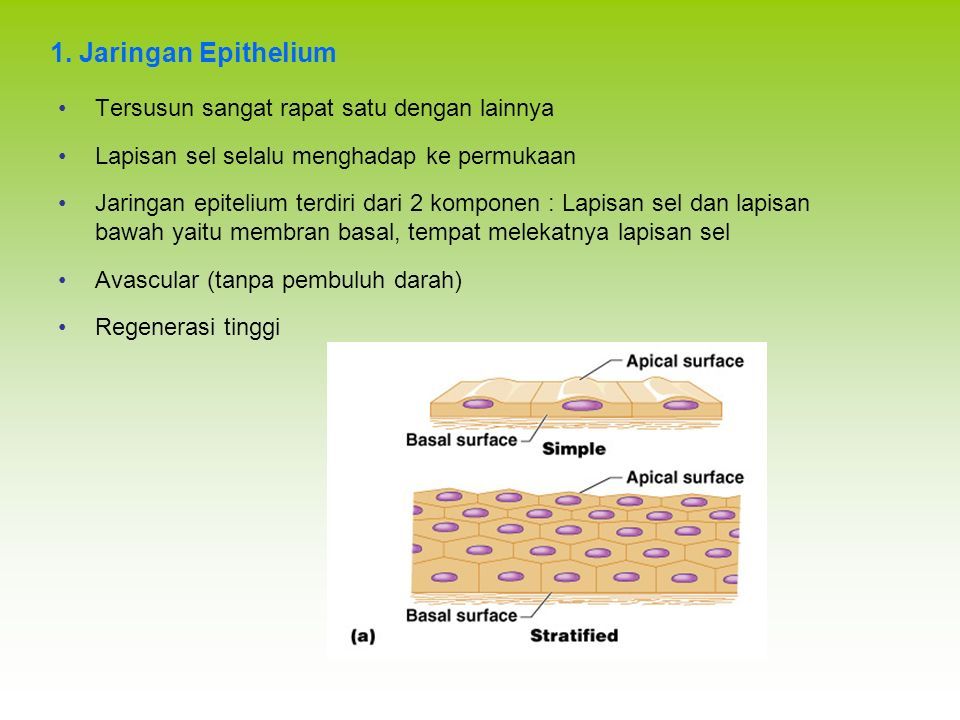 Detail Gambar Pernapasan Manusia Gambar Jaringan Pada Hewan Dan Fungsinya Nomer 40