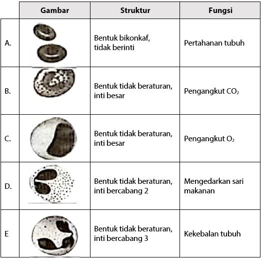 Detail Gambar Pernapasan Manusia Gambar Jaringan Pada Hewan Dan Fungsinya Nomer 5