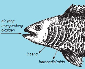 Detail Gambar Pernapasan Manusia Gambar Jaringan Pada Hewan Dan Fungsinya Nomer 51