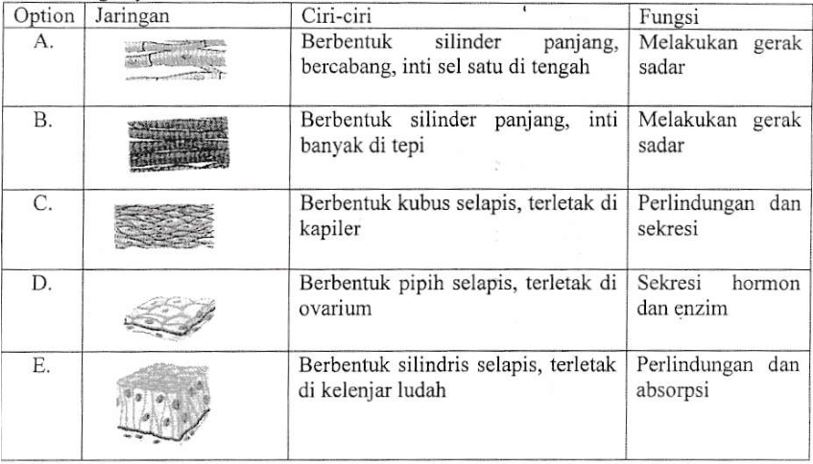 Detail Gambar Pernapasan Manusia Gambar Jaringan Pada Hewan Dan Fungsinya Nomer 8