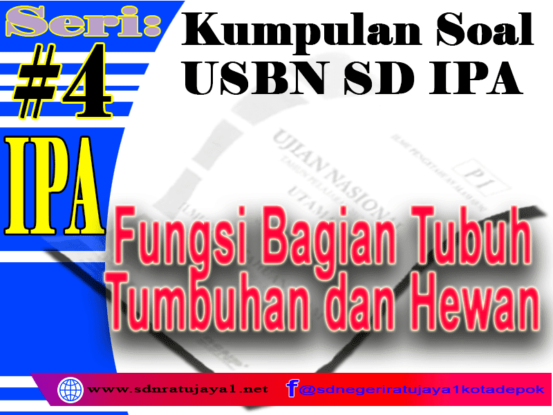 Detail Gambar Pernapasan Manusia Gambar Jaringan Pada Tumbuhan Dan Fungsinya Nomer 38