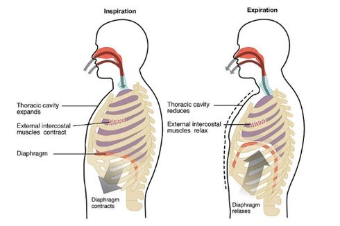 Gambar Pernapasan Manusia Gambar Pernapasan Perut - KibrisPDR