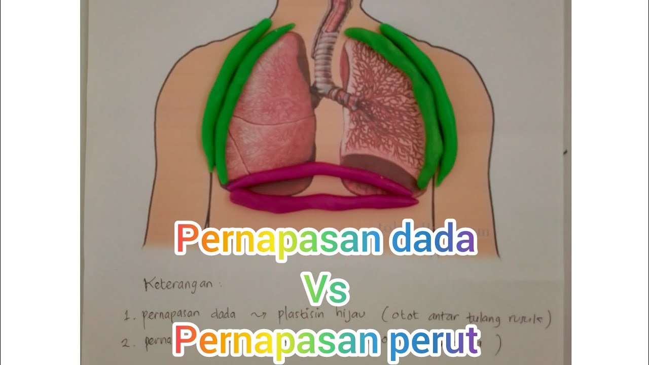 Detail Gambar Pernapasan Manusia Gambar Pernapasan Perut Nomer 18