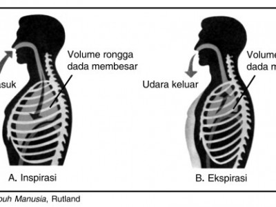 Detail Gambar Pernapasan Manusia Gambar Pernapasan Perut Nomer 31