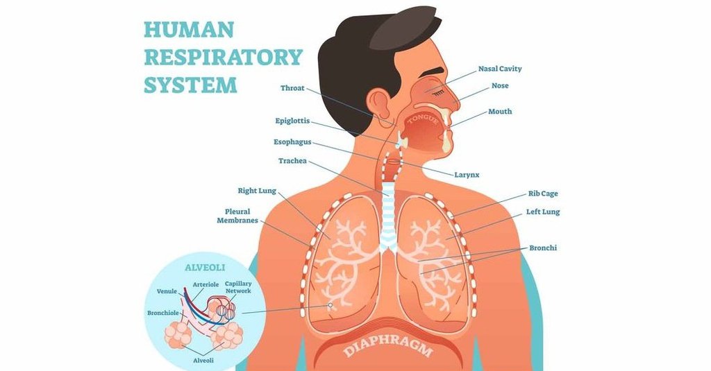 Detail Gambar Pernapasan Manusia Gambar Pernapasan Perut Nomer 33