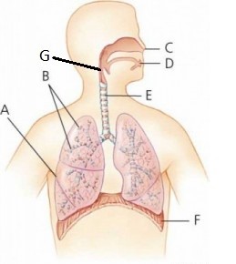 Detail Gambar Pernapasan Manusia Gambar Pernapasan Perut Nomer 38