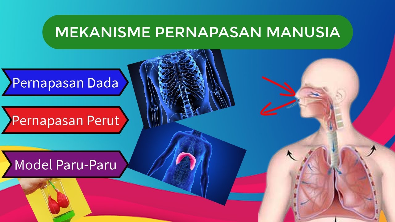 Detail Gambar Pernapasan Manusia Gambar Pernapasan Perut Nomer 39